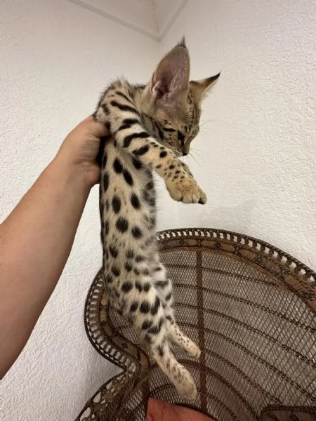 Disponibili gattini F5 Savannah