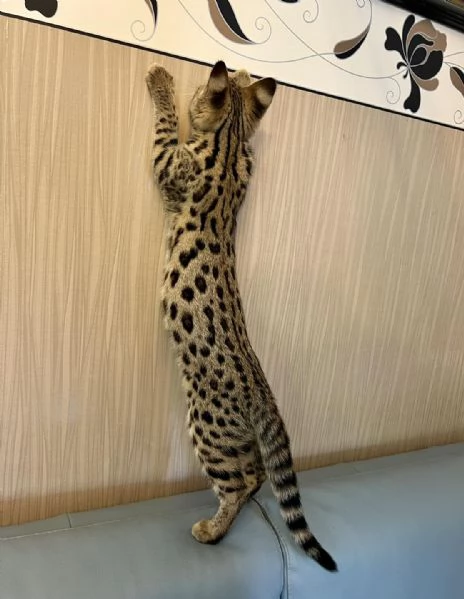Disponibili gattini F5 Savannah | Foto 1