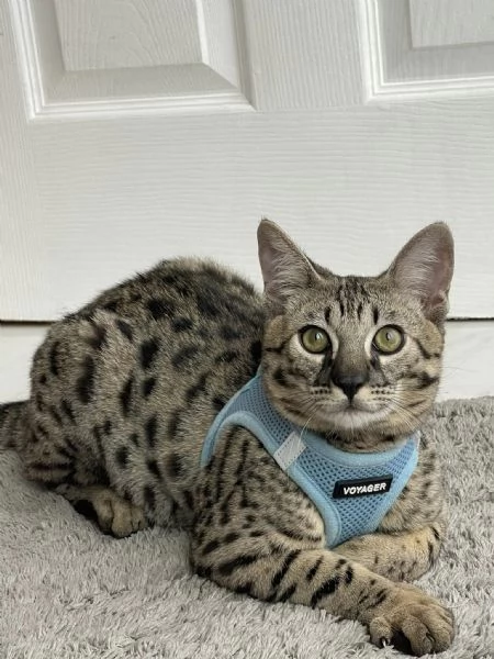 Disponibili gattini F5 Savannah | Foto 0