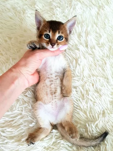 bellissimi gattini caracat F5 disponibili | Foto 6