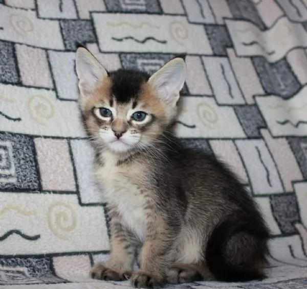 bellissimi gattini caracat F5 disponibili | Foto 4