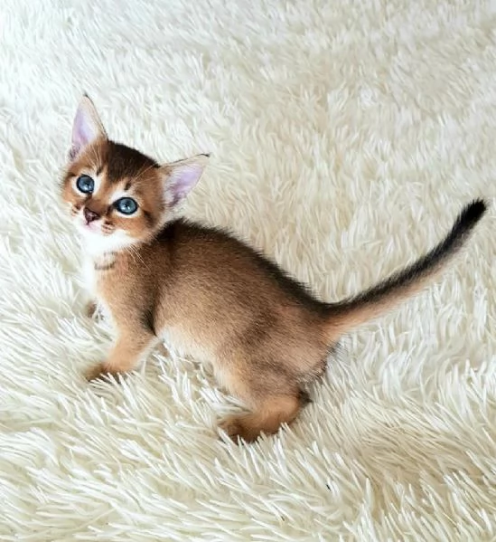 bellissimi gattini caracat F5 disponibili | Foto 1