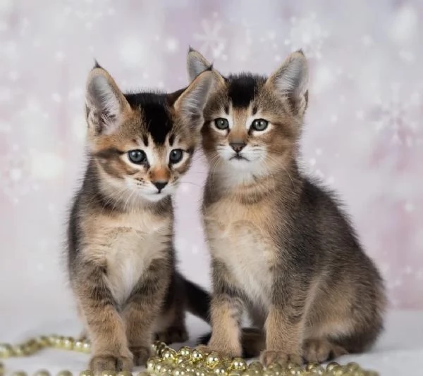 bellissimi gattini caracat F5 disponibili | Foto 0