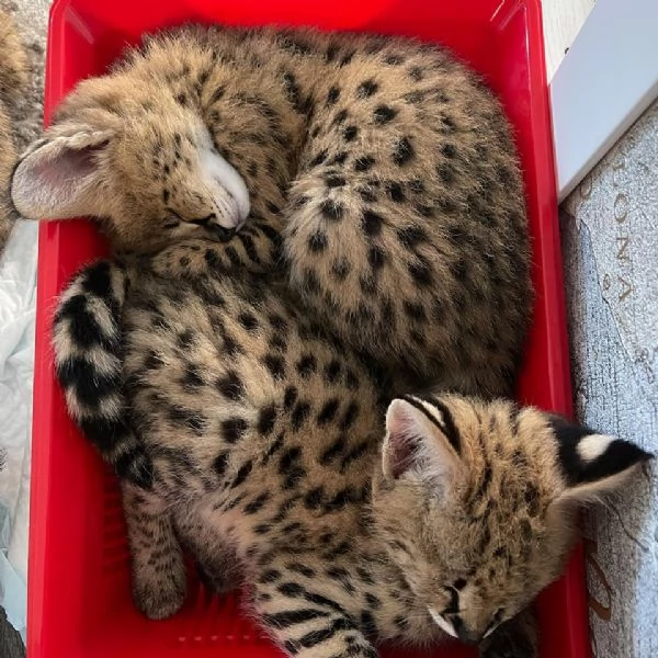 Gattini Savannah e Serval | Foto 3
