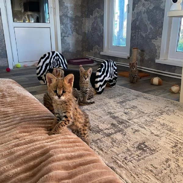 Cuccioli di Serval e Caracal disponibili | Foto 6