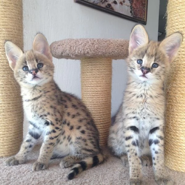 Cuccioli di Serval e Caracal disponibili | Foto 3