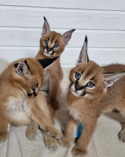 Cuccioli di Serval e Caracal disponibili | Foto 2