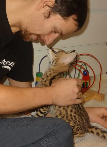 Cuccioli di Serval e Caracal disponibili | Foto 1