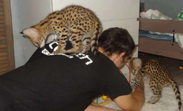 Cuccioli di Serval e Caracal disponibili | Foto 0