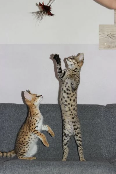 Magnifici gattini Caracat e Savannah | Foto 6