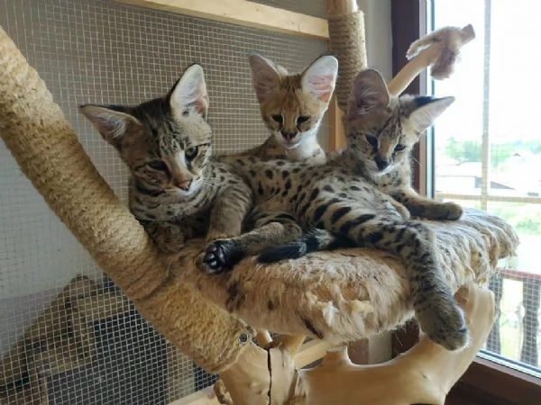 Magnifici gattini Caracat e Savannah | Foto 4