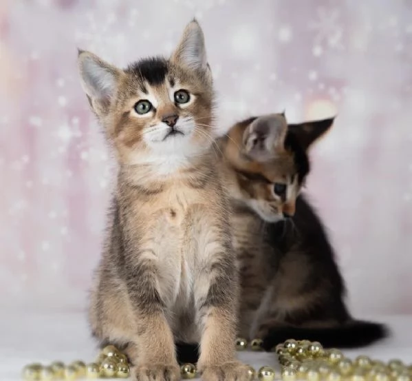 Magnifici gattini Caracat e Savannah | Foto 2