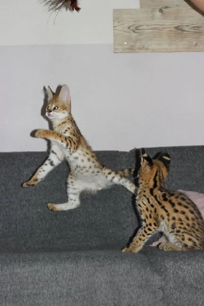 Magnifici gattini Caracat e Savannah | Foto 0