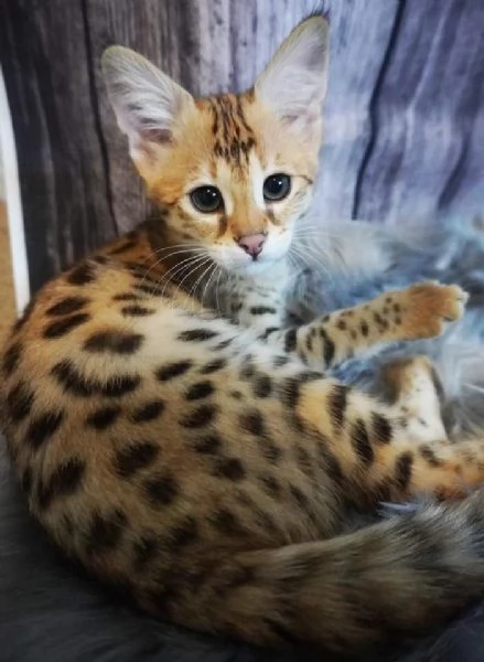 Magnifici gattini Savannah F5 | Foto 6