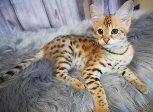 Magnifici gattini Savannah F5 | Foto 5