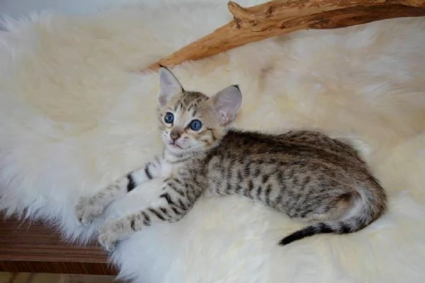 Magnifici gattini Savannah F5 | Foto 4