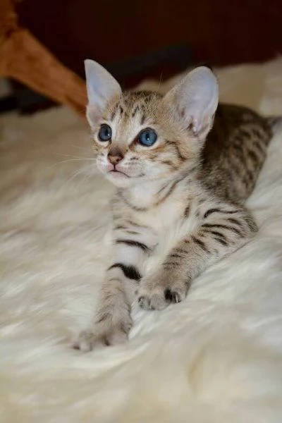 Magnifici gattini Savannah F5 | Foto 3
