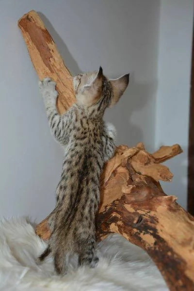 Magnifici gattini Savannah F5