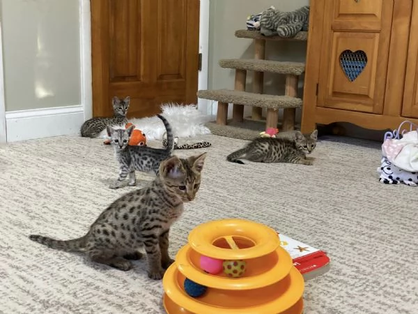 Magnifici gattini Savannah F5 | Foto 1
