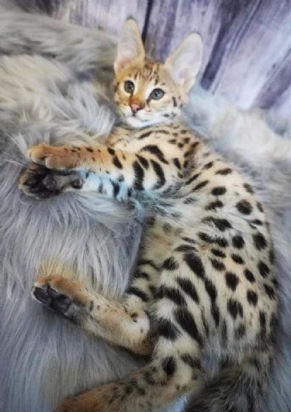 Magnifici gattini Savannah F5 | Foto 0