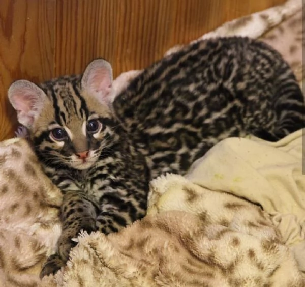 Splendidi cuccioli di Ocelot disponibili