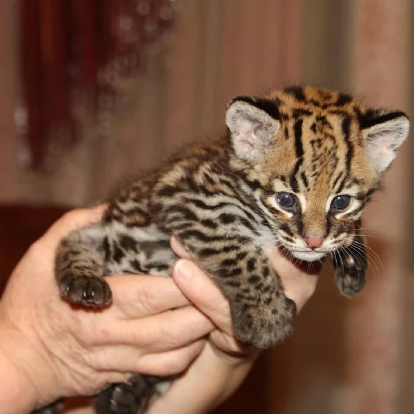 Splendidi cuccioli di Ocelot disponibili | Foto 6