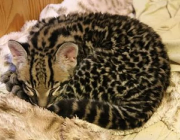 Splendidi cuccioli di Ocelot disponibili | Foto 2