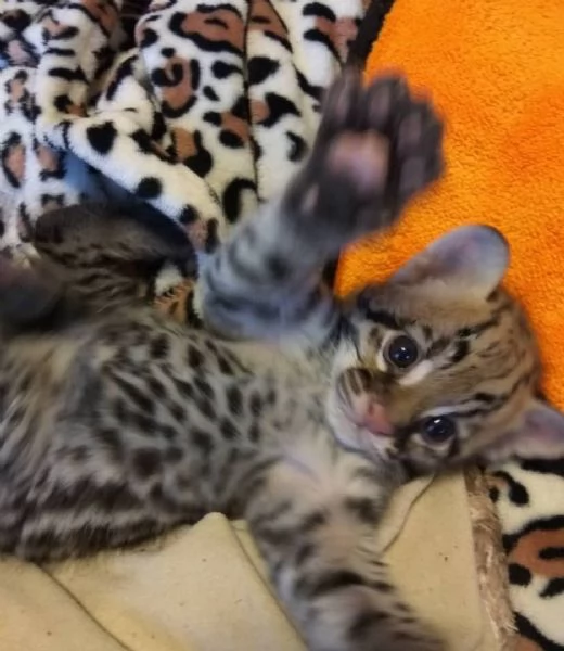 Splendidi cuccioli di Ocelot disponibili | Foto 1