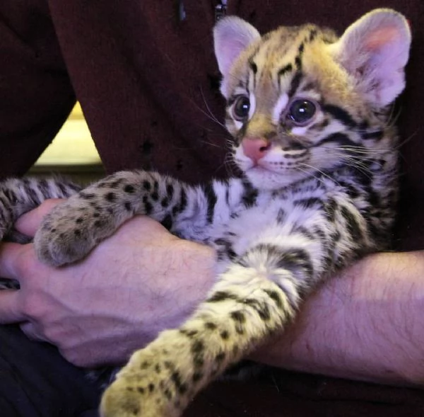 Splendidi cuccioli di Ocelot disponibili | Foto 0