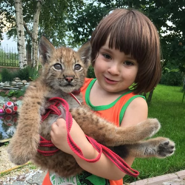 Disponibili bellissimi cuccioli di Lince | Foto 5