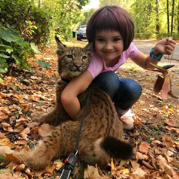 Disponibili bellissimi cuccioli di Lince | Foto 4