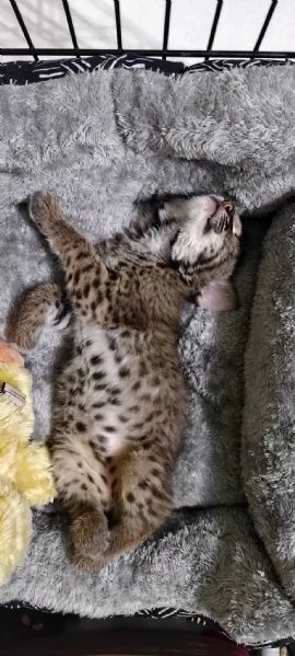 Disponibili bellissimi cuccioli di Lince | Foto 3