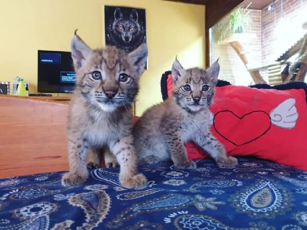 Disponibili bellissimi cuccioli di Lince | Foto 2