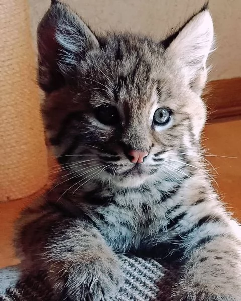 Disponibili bellissimi cuccioli di Lince