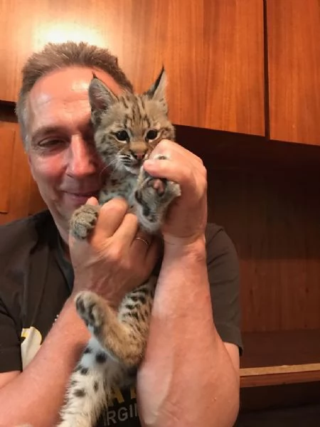 Disponibili bellissimi cuccioli di Lince | Foto 1