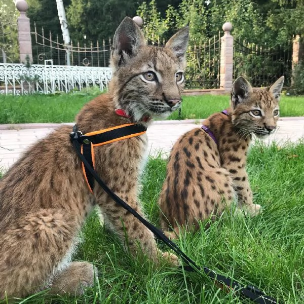 Disponibili bellissimi cuccioli di Lince | Foto 0