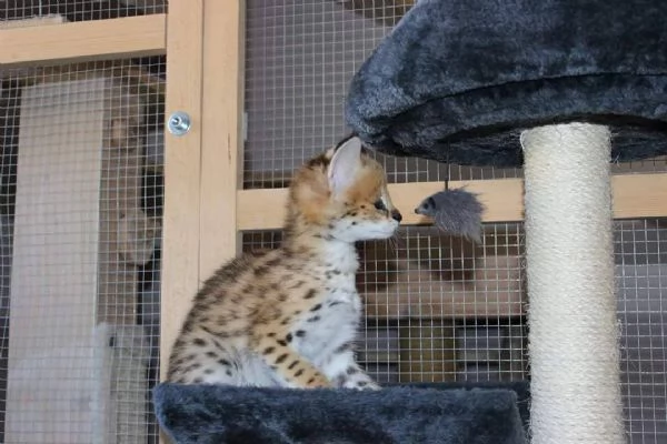 Regalo di Natale per i vostri bambini | Foto 4