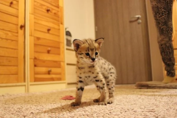 Regalo di Natale per i vostri bambini | Foto 1