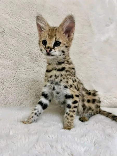 Bambini della savannah  | Foto 4