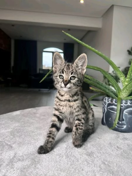 Bambini della savannah  | Foto 3