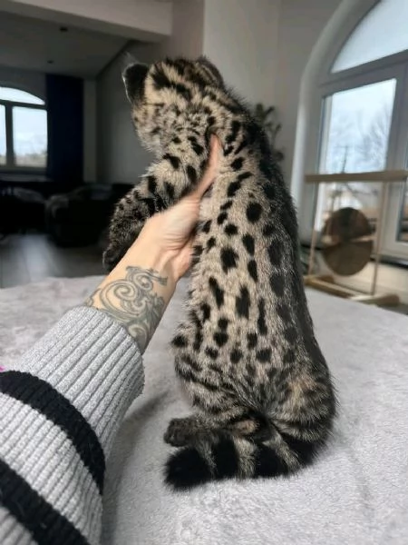 Bambini della savannah  | Foto 2