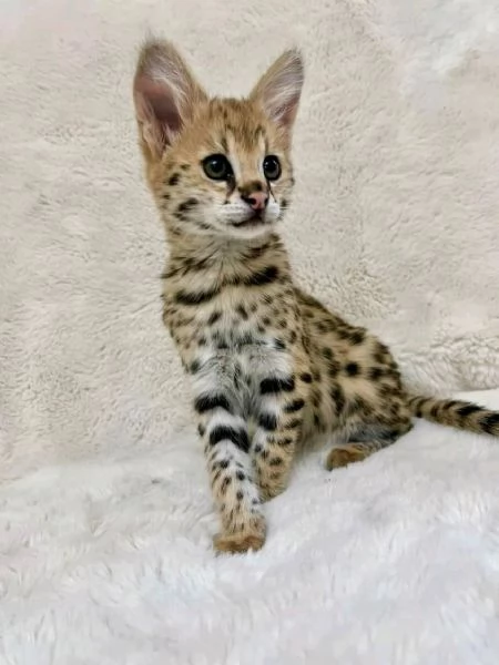 Bambini della savannah  | Foto 0