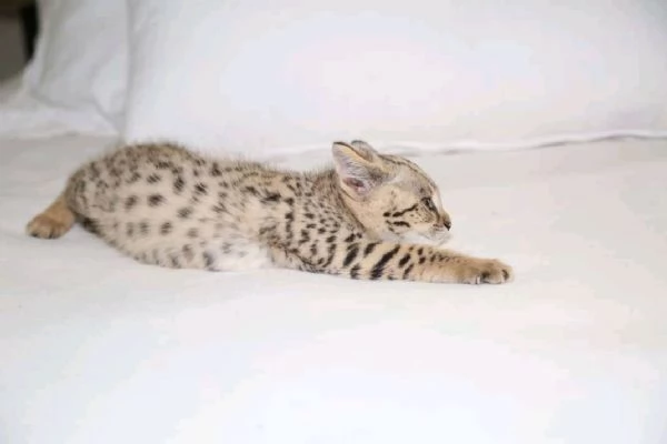 Bambini della savannah  | Foto 6