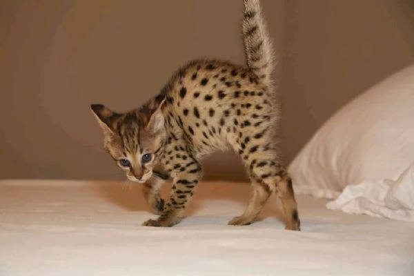 Bambini della savannah  | Foto 5