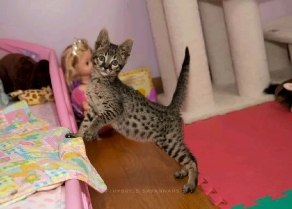 Bambini della savannah  | Foto 4