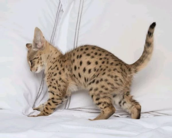 Bambini della savannah  | Foto 3