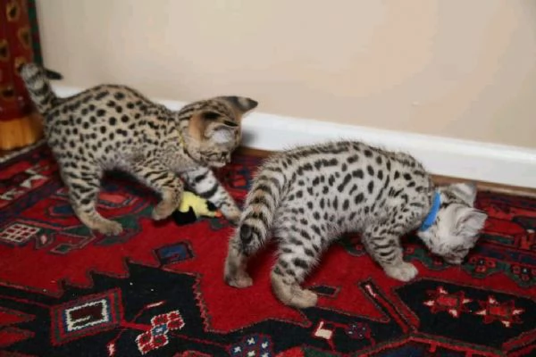 Bambini della savannah 