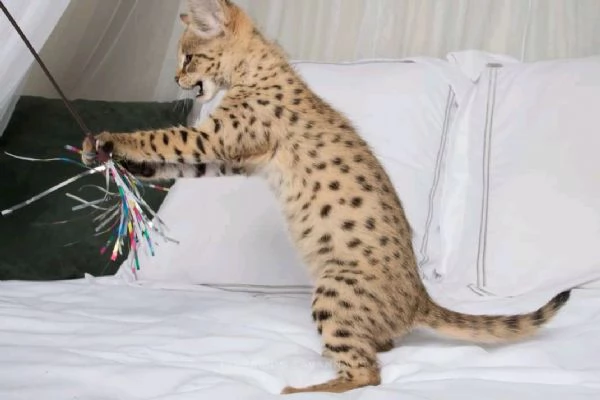 Bambini della savannah  | Foto 1