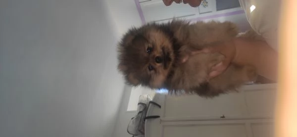 Spiz tedesco di Pomerania toy | Foto 1