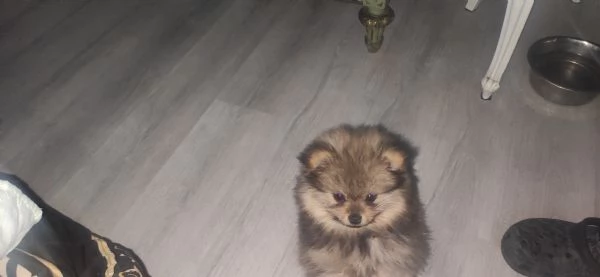 Spiz tedesco di Pomerania toy | Foto 0